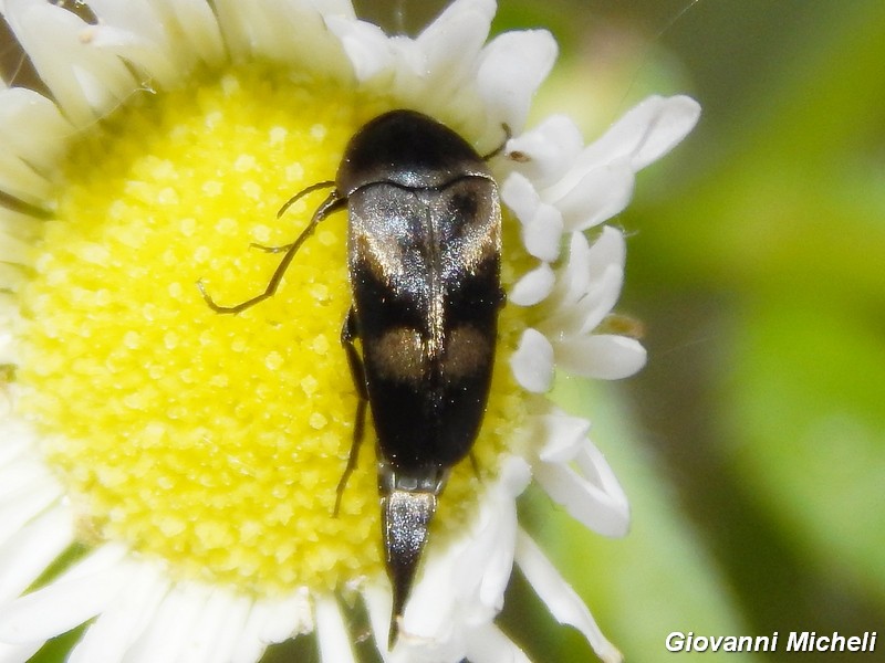 Variimorda fasciata?